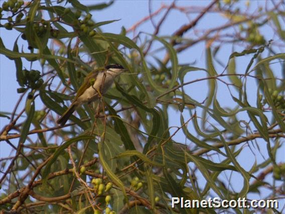 White-throated Honeyeater (Melithreptus albogularis)