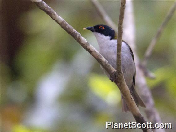 White-naped Honeyeater (Melithreptus lunatus)