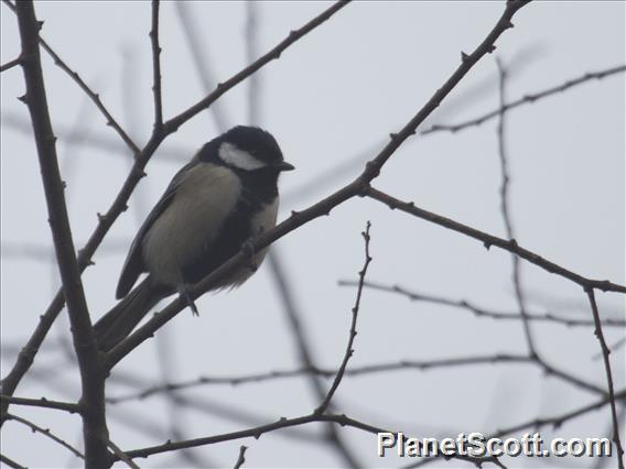 Asian Tit (Parus cinereous)