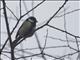 Asian Tit (Parus cinereous)