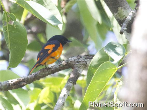 Orange Minivet (Pericrocotus flammeus)