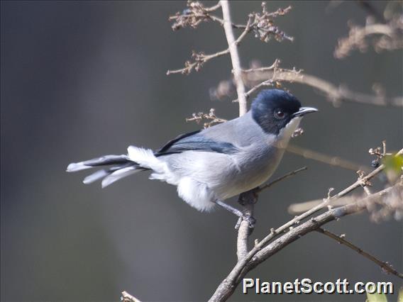 Black-headed Sibia (Heterophasia desgodinsi)