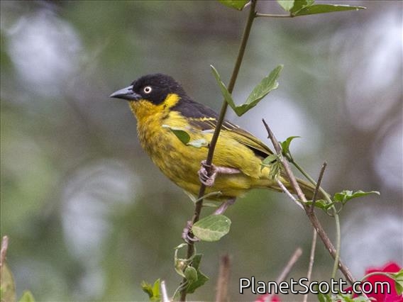 Baglafecht Weaver (Ploceus baglafecht) - Female Reichenow's