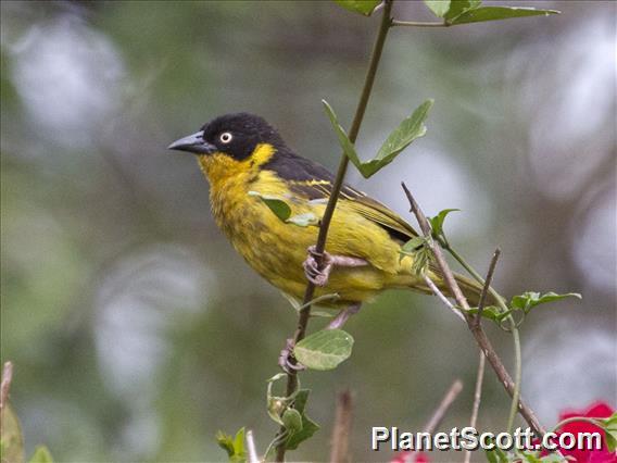 Baglafecht Weaver (Ploceus baglafecht)