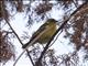 Baglafecht Weaver (Ploceus baglafecht) - Juvenile Reichnows