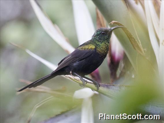 Bronze Sunbird (Nectarinia kilimensis)