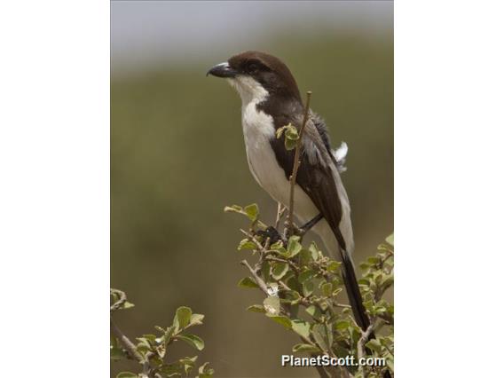 Long-tailed Fiscal (Lanius cabanisi)