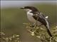 Long-tailed Fiscal (Lanius cabanisi)