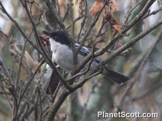 Black-backed Puffback (Dryoscopus cubla)