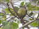 Bronze Sunbird (Nectarinia kilimensis) - Female