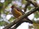 Abyssinian Thrush (Turdus abyssinicus)