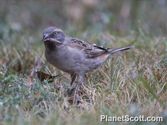 Kenya Rufous Sparrow (Passer rufocinctus)