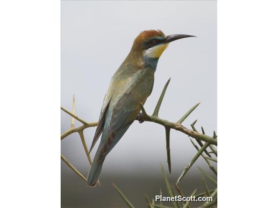 European Bee-eater (Merops apiaster)