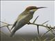 European Bee-eater (Merops apiaster)