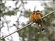 Cinnamon-chested Bee-eater (Merops oreobates)