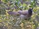 Common Bulbul (Pycnonotus barbatus)