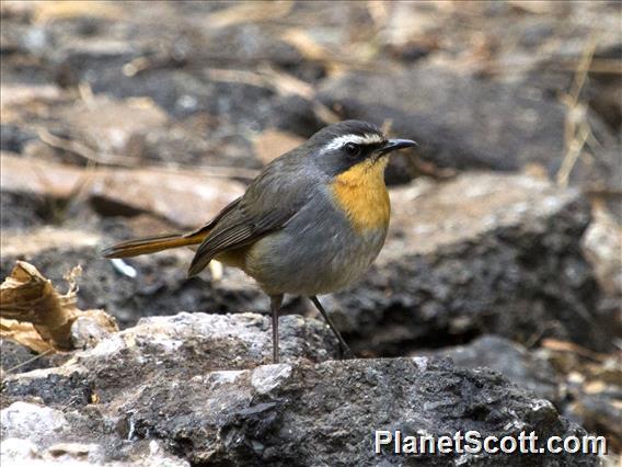 Cape Robin-Chat (Dessonornis caffer)