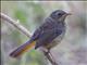 Cape Robin-Chat (Cossypha caffra) - Juvenile