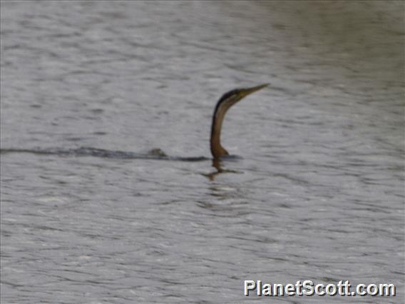 African Darter (Anhinga rufa)