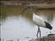 Sacred Ibis (Threskiornis aethiopicus)