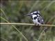 Pied Kingfisher (Ceryle rudis)