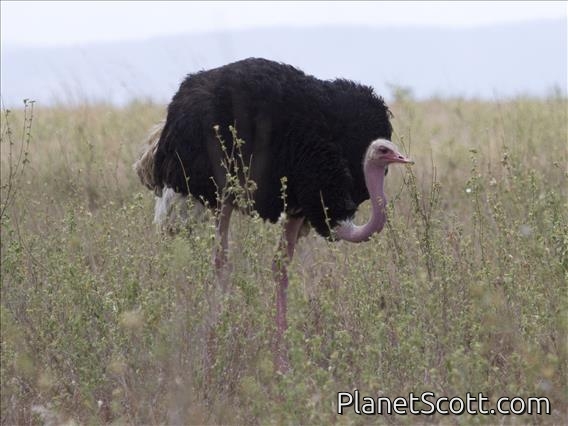 Common Ostrich (Struthio camelus)