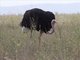 Common Ostrich (Struthio camelus)