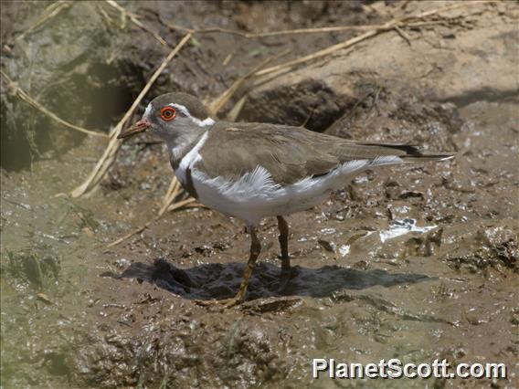 Three-banded Plover (Thinornis tricollaris)