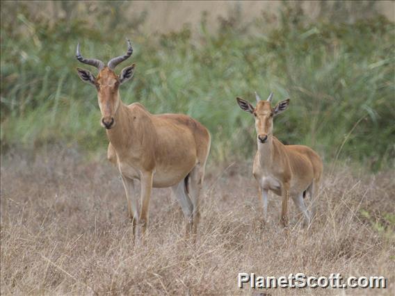 Hartebeest (Alcelaphus buselaphus)