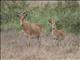 Cooks Hartebeest (Alcelaphus buselaphus) 