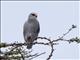 Black-shouldered Kite (Elanus caeruleus)