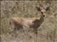 Steenbok (Raphicerus campestris)