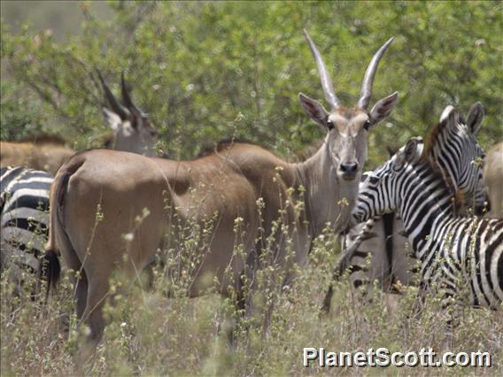 Eland (Taurotragus oryx)