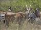 eland (Taurotragus oryx)