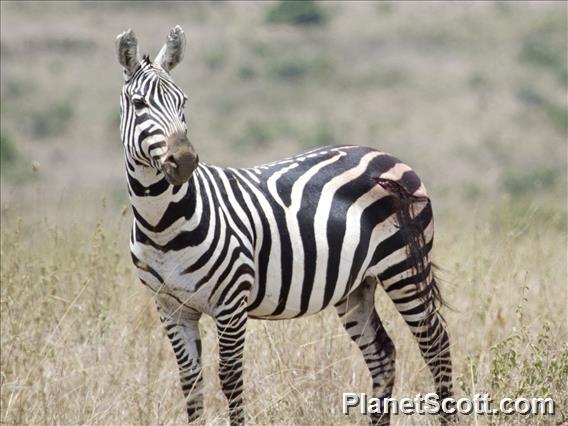 Plains Zebra (Equus quagga)