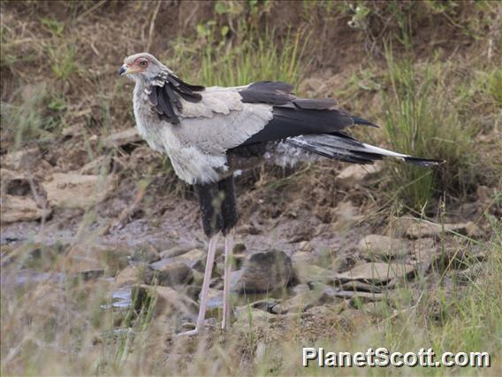 Secretarybird (Sagittarius serpentarius)