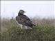 Martial Eagle (Polemaetus bellicosus)