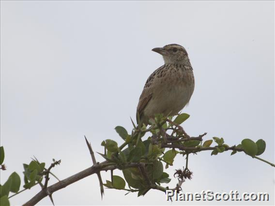 Sentinel Lark (Corypha athi)