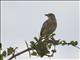 Rufous-naped Lark (Mirafra africana)