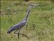 Black-headed Heron (Ardea melanocephala)