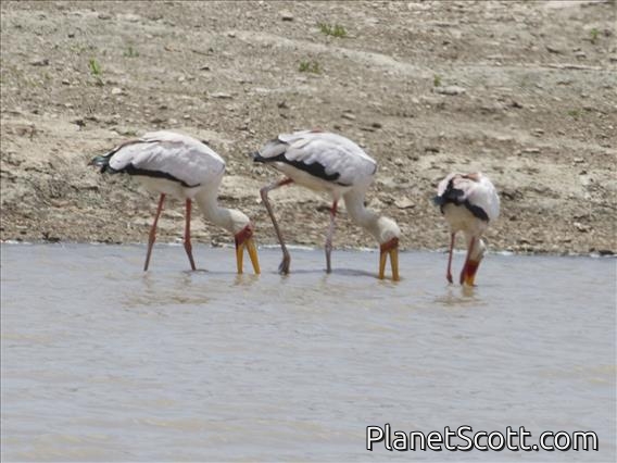 Yellow-billed Stork (Mycteria ibis)