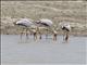 Yellow-billed Stork (Mycteria ibis)