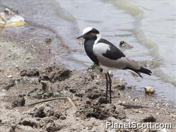 Blacksmith Plover (Vanellus armatus)