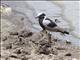 Blacksmith Plover (Vanellus armatus)