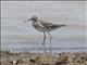 Wood Sandpiper (Tringa glareola)