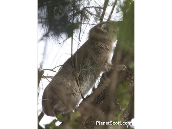 Eastern Tree Hyrax (Dendrohyrax validus)