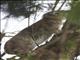 Eastern Tree Hyrax (Dendrohyrax validus)