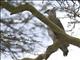 Martial Eagle (Polemaetus bellicosus)