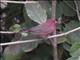 Red-billed Firefinch (Lagonosticta senegala)