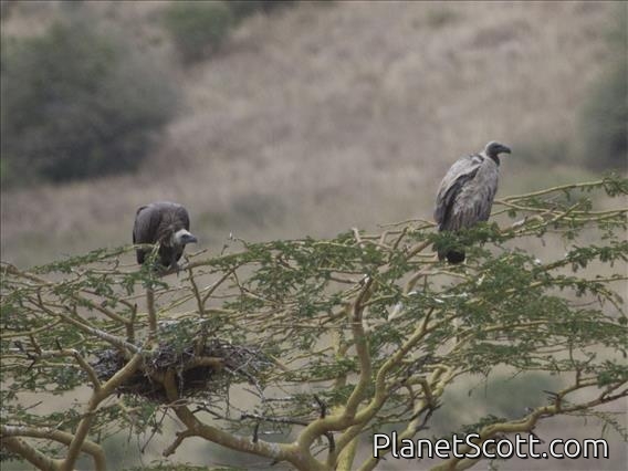 White-backed Vulture (Gyps africanus)